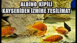 Albino Kipili'lerimiz İzmir'e Güray abimize hayırlı olsun.