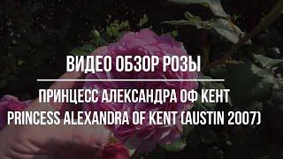 Видео обзор розы Принцесс Александра Оф Кент (Английская) - Princess Alexandra of Kent (Austin 2007)