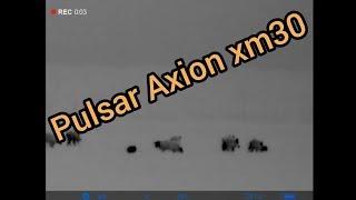 Pulsar Axion xm30 test, wild boars at different distances