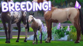 BREEDING YOUR HORSES + Custom Foals | Sims 4