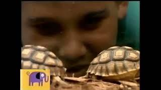 Noggin's Critter Corner: Turtles (Sesame Street)