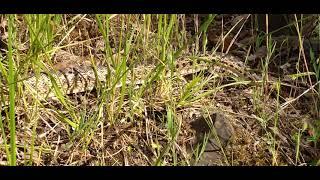 Bullsnake or Pacific Gopher Snake?