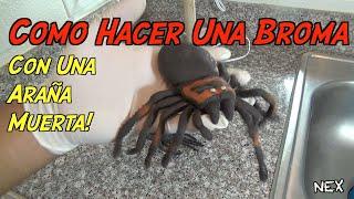 Como Asustar a Alguien Con Una Araña Muerta!