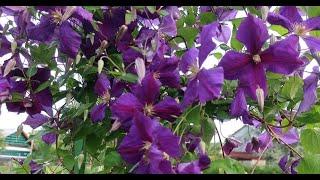 THIS CLEMATIS WILL NOT LET YOU DOWN!! ABUNDANT AND LUXURIOUS FLOWERING IS GUARANTEEED!!