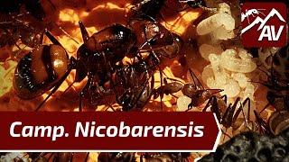 New Camponotus Nicobarensis Ant Farm | 15-Month Update