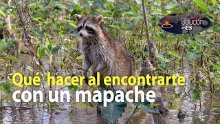 ¿Qué hacer si me encuentro un mapache en la calle o cerca de mi casa? | #Soluciones