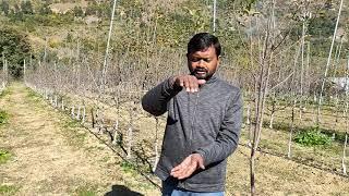 How to planting | New Plants | Planting | Dr YSPUH&F | Solan | HP | Dr Niranjan Singh