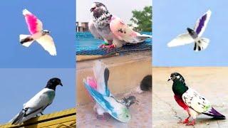 ⁵ Pigeon Landing  Slow motion Parwaz  Sath ek Lunda Kabootar Aya