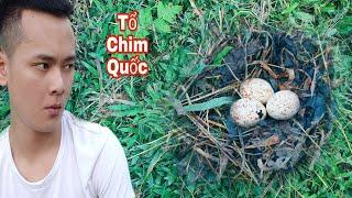 Kaka Lương Vlog | Tổ Chim Quốc Bị Kẻ Gian Phá Hủy (Cuộc Sống Miền Núi )