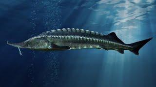 Facts: The Beluga Sturgeon