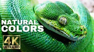 Natural colors | Explore the natural landscape with vivid colors | Video 4K ULTRA HD