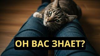 10 ВЕЩЕЙ, КОТОРЫЕ ЗНАЕТ О ВАС ВАША КОШКА!