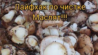 КАК БЫСТРО ЧИСТИТЬ МАСЛЯТА?...