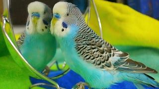 Parakeet sounds - Budgie singing to mirror