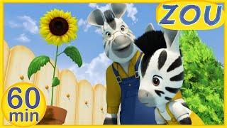 Zou in English  ZOU DISCOVERS NATURE  60 min COMPILATION | Cartoons for kids