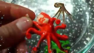 ящик сюрпризов реальное волшебство рождение осминожек surprises the real magic of the birth octopus