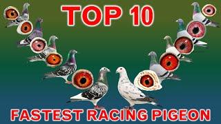 Top 10 Fastest Racing Pigeons in the World