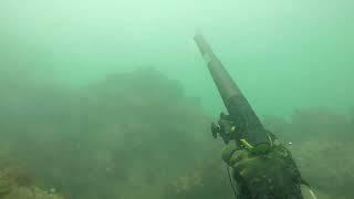 Maas Spearfishing - CATTURE IN NORD ADRIATICO