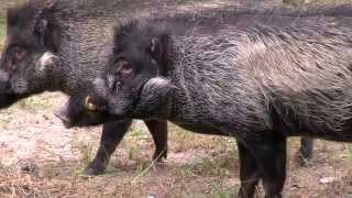 New Visayan Warty Pigs - Cincinnati Zoo