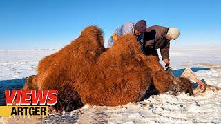 Drying a Whole Camel Meat to Prepare for Winter! How Mongol Camel Herders Live in the Gobi! | Views