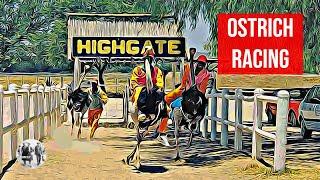 Ostrich Racing