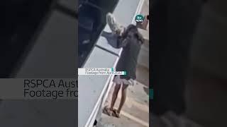 Woman sentenced after confessing to throwing her dog off a multistorey car park #australia  #dog