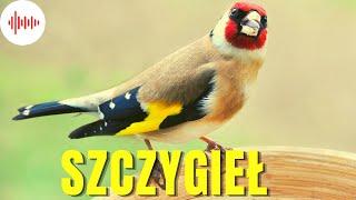 Szczygieł. Odgłosy i Dźwięki jakie wydaje Szczygieł. Jak robi Szczygieł?