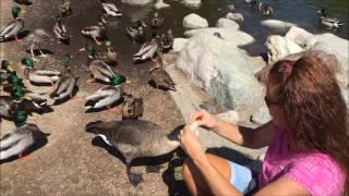 Feeding Ducks & Geese!