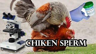 chiken sperm zoom 1000x #shorts