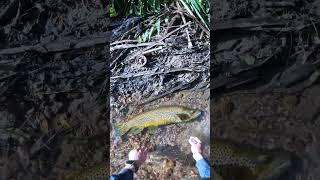 A 27" 7.5lb wild brown trout in a tiny spring creek (fly fishing)