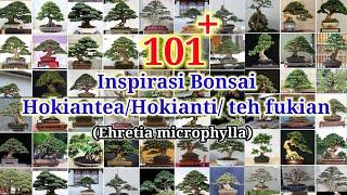 INSPIRASI BONSAI HOKIANTEA TERBAIK