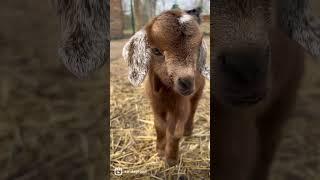 Baby goat yawns are the CUTEST!! #babygoats #goats