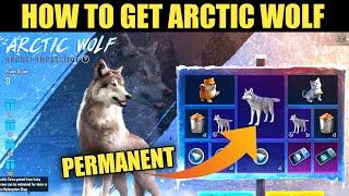 HOW TO GET PERMANENT ARCTIC WOLF COMPANION || PUBG MOBILE ARCTIC WOLF NEW EVENT