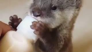 | 9GAG | Hungry baby otter