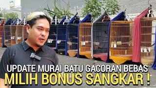 BEBAS PILIH ! MURAI BATU GACORAN INI SEMUA BONUS SANGKAR MURAH PASAR BURUNG PRAMUKA LEWAT DULU YA