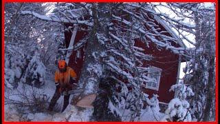 Cutting Tall Trees Down (with chainsaw) Next To a House