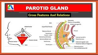 Parotid Gland | Parotid Gland - Relations |