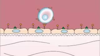 Adhesion in Leukocyte Extravasation