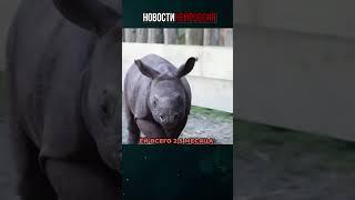 Добрые новости тебе для настроения!#shorts #новости #добро