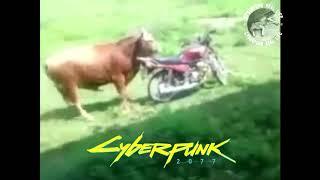 CyberCow - Cyberpunk 2077 Real Life