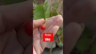 Big giloy plant with its fruit /seed in our garden | गिलोय का फल और बीज | #NTFL #naturelover #giloy