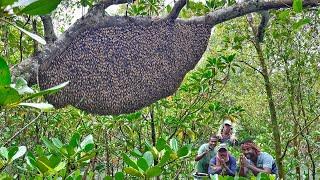 মেঘ বৃষ্টির কারণে মধু কাটতে গিয়ে,ভয়াবহ  বিপদের মুখে পড়লাম Honny harvesting!!!