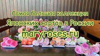 Коллекция Японских Роз в одном обзоре, питомник maryroses.ru