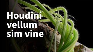 【Houdini Vines】Using vellum simulate vines .Redshift render