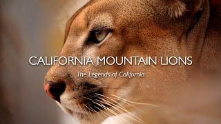 California Mountain Lions: The Legends of California