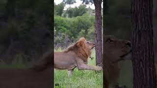 Try To Climb"Wild Animals || Wildlife Creation || #animals #short #shorts