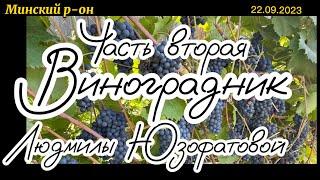 #11 Часть 2. 22.09.2023 В гостях виноградник Людмилы Юзофатовой.Беларусь Минский р-он.