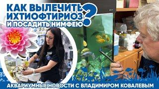Новости аквариумного магазина с Владимиром Ковалевым (24.05.24). Как вылечить ихтиофтириоз?