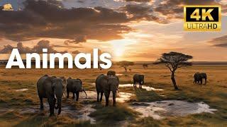 Animals 4K Video Ultra HD With Sound 