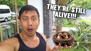 We Found A Bird Nest With Babies  | Vlog #1754